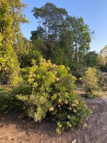 Grevillea 'Peaches and Cream'