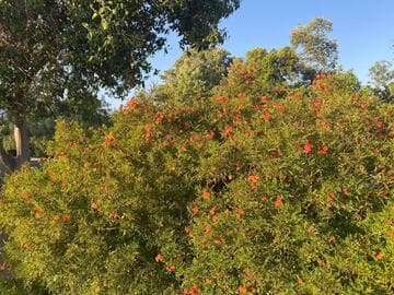 Tecoma [Bells of Fire™] = 'TEC6010916'