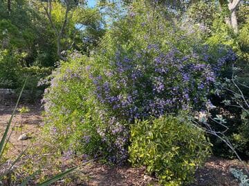 Duranta erecta 'Sarasota'