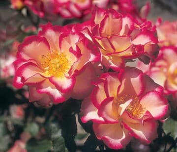 Rosa 'Betty Boop'