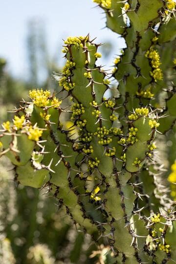 Euphorbia caerulescens