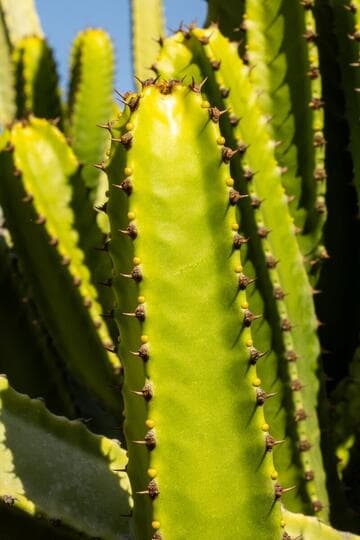 Euphorbia canariensis