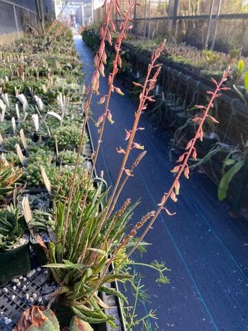 Gasteria bicolor var. liliputana