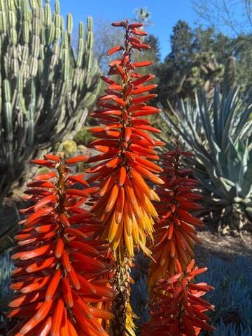Aloe africana x A. 'Sailor's Warning' hybrid
