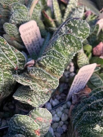Gasteria retusa