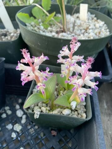 Lachenalia carnosa