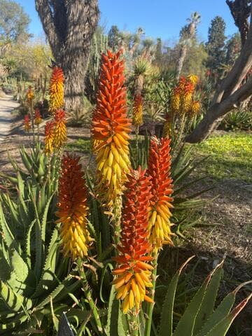 Aloe aculeata (open hybrid)