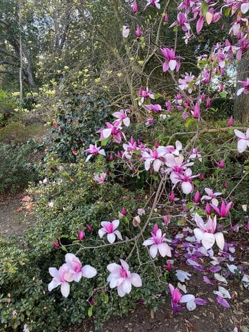 Magnolia 'Butterflies'