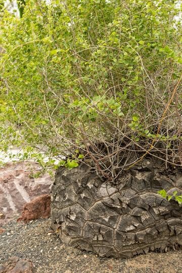 Dioscorea elephantipes