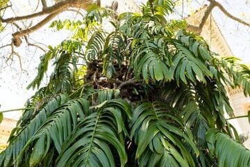 Rhaphidophora decursiva