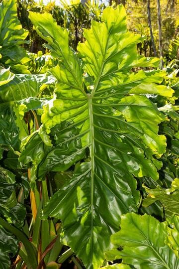 Philodendron 'Evansii'