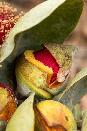 Eucalyptus macrocarpa