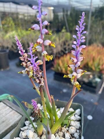 Lachenalia ventricosa