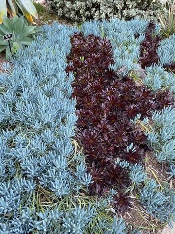Senecio talinoides ssp. mandraliscae