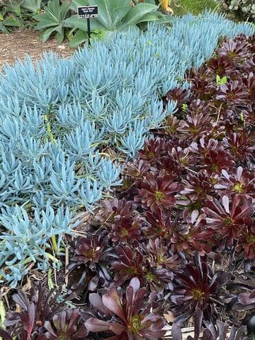 Aeonium arboreum 'Zwartkop'
