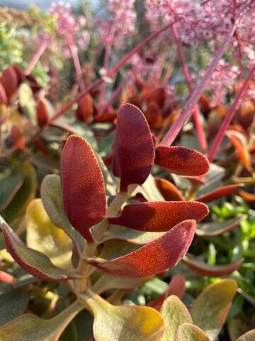 Crassula multicava 'Ngabara'