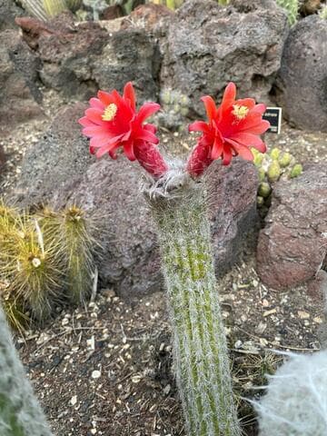 Oreocereus doelzianus ssp. sericatus