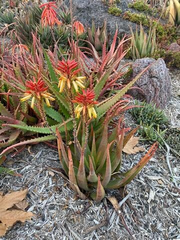 Aloe 'Rooikappie' x A. wickensii