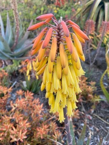 Aloe humilis x A. capitata