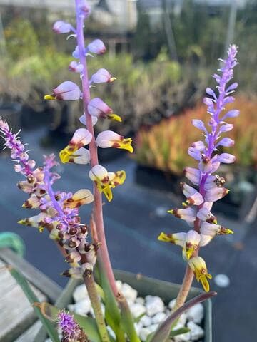 Lachenalia ventricosa