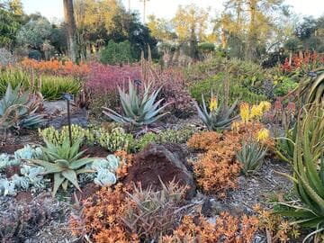 Aloe humilis x A. capitata