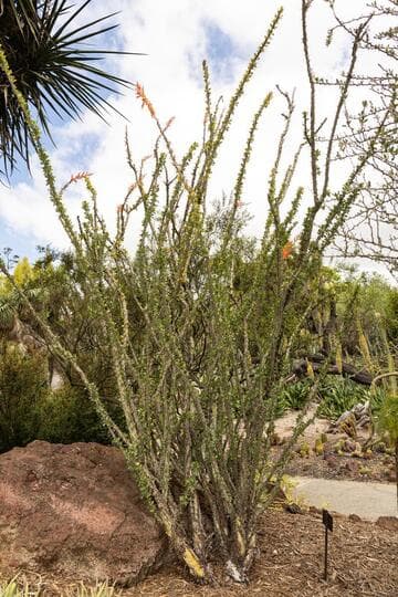 Fouquieria splendens