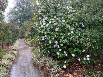 Camellia japonica 'Julia France'