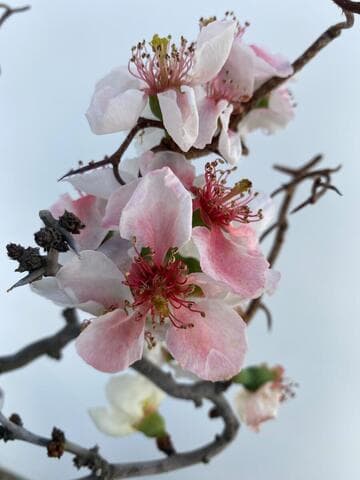 Chaenomeles speciosa