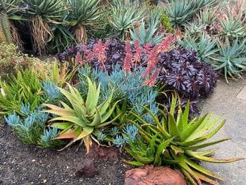 Aloe (somaliensis x congolensis) x A. secundiflora