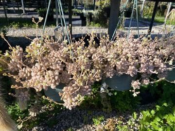 Graptopetalum mendozae