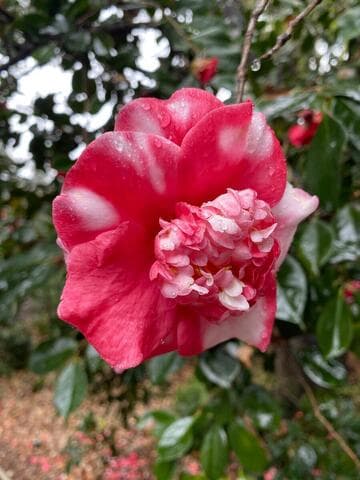 Camellia japonica 'Gigantea'