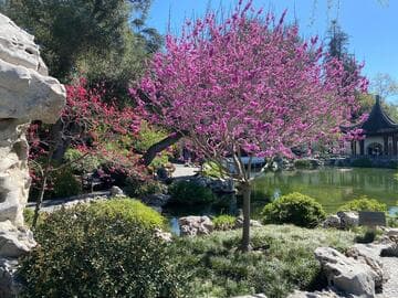 Cercis chinensis 'Avondale'