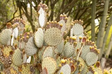 Opuntia santa-rita