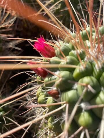 Mammillaria compressa