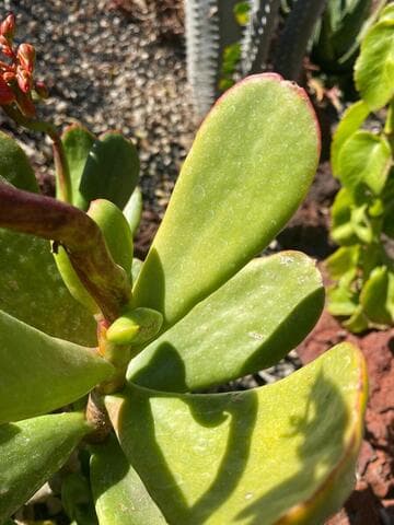 Cotyledon tomentosa var. tomentosa x C. macrantha