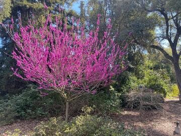 Cercis chinensis 'Avondale'
