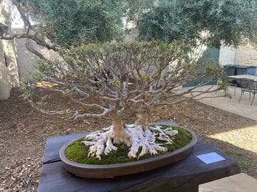 Ficus neriifolia