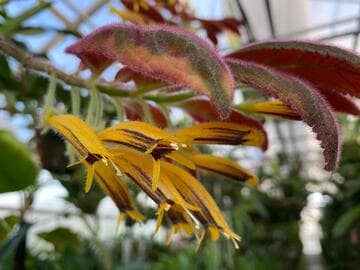 Columnea cf. zebranella