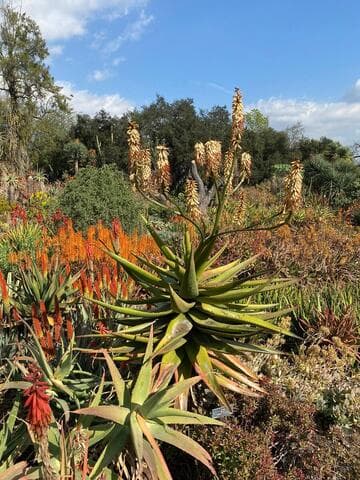 Aloe ferox (open hybrid)
