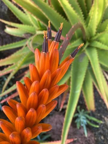 Aloe mawii