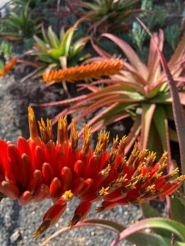 Aloe mawii