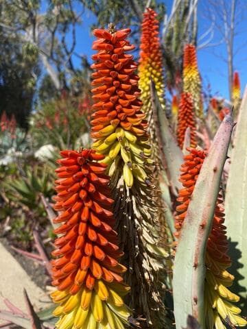 Aloe petricola