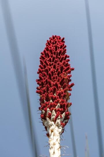 Dasylirion longissimum