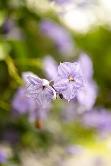 Solanum wendlandii