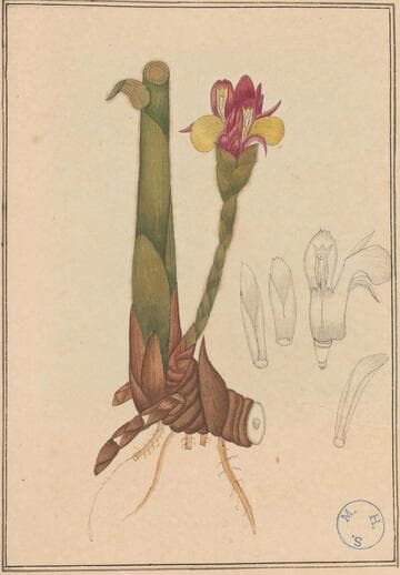 Amomum angustifolium