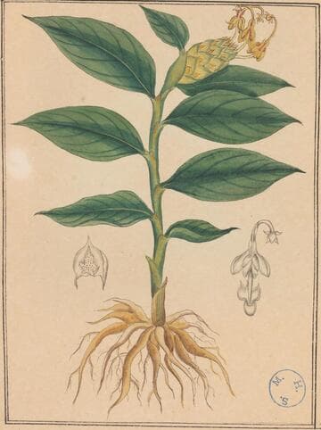 Colebrookea muiantina