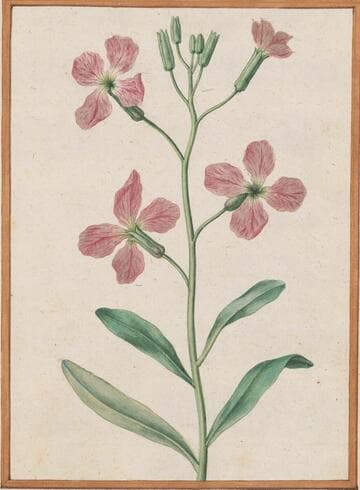 Gilliflower, Matthiola incana