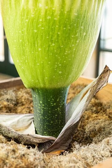 Amorphophallus titanum
