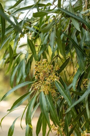 Brachychiton rupestris