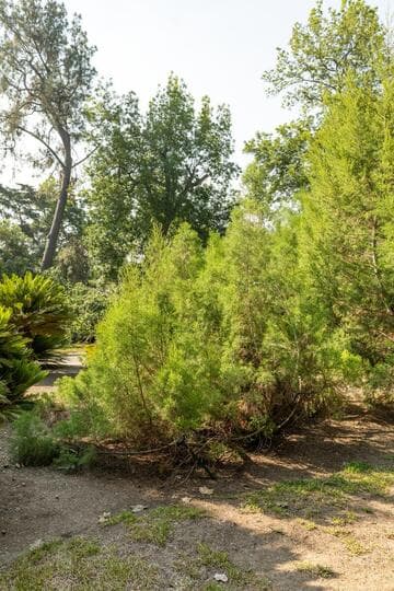 Widdringtonia nodiflora